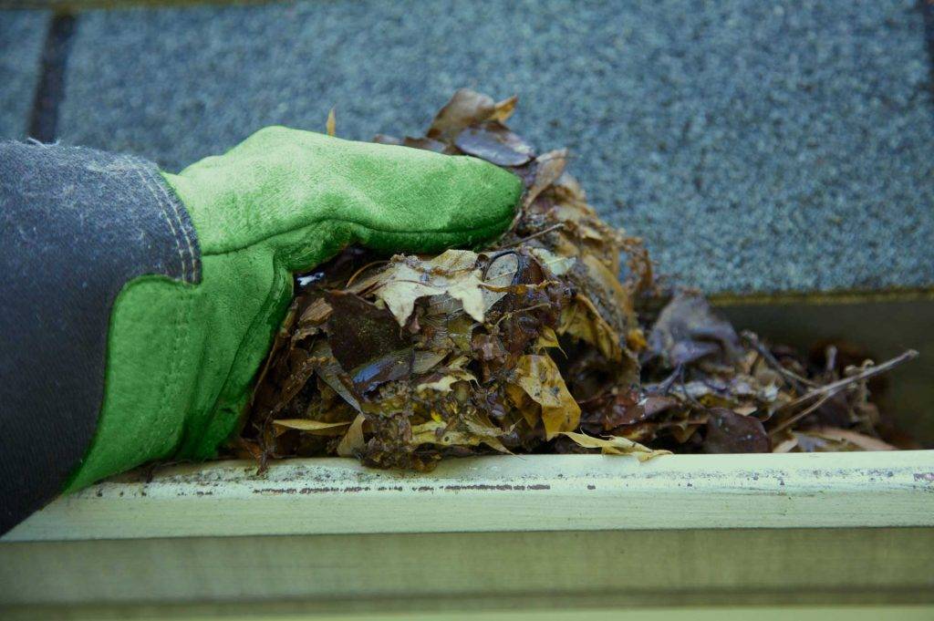 Mitarbeiter von Reinigungskonzepte Radebeul entfernt mit grünen Gartenhandschuhen Blätter & Schmutz aus der Regenrinne.