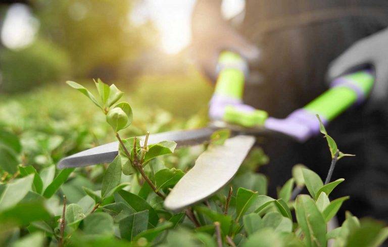 Reinigungsprofi von Reinigungskonzepte Wiesbaden schneidet Hecke mit hochwertiger Heckenschere in passender Arbeits- und Schutzkleidung.









ChatGPT fragen
